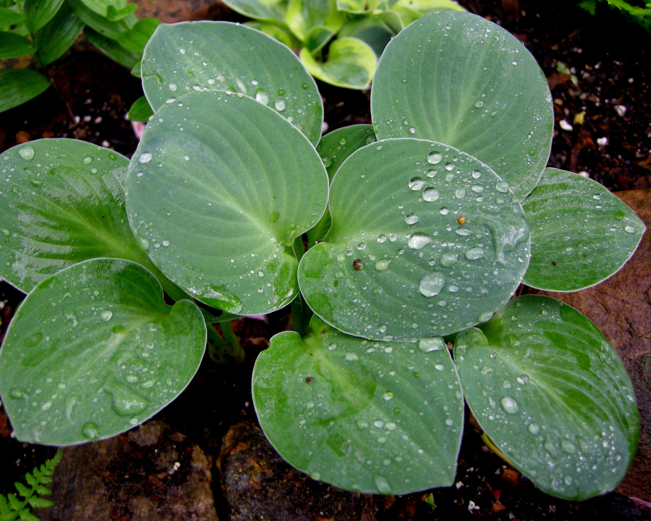 Красивая хоста на дачном участке