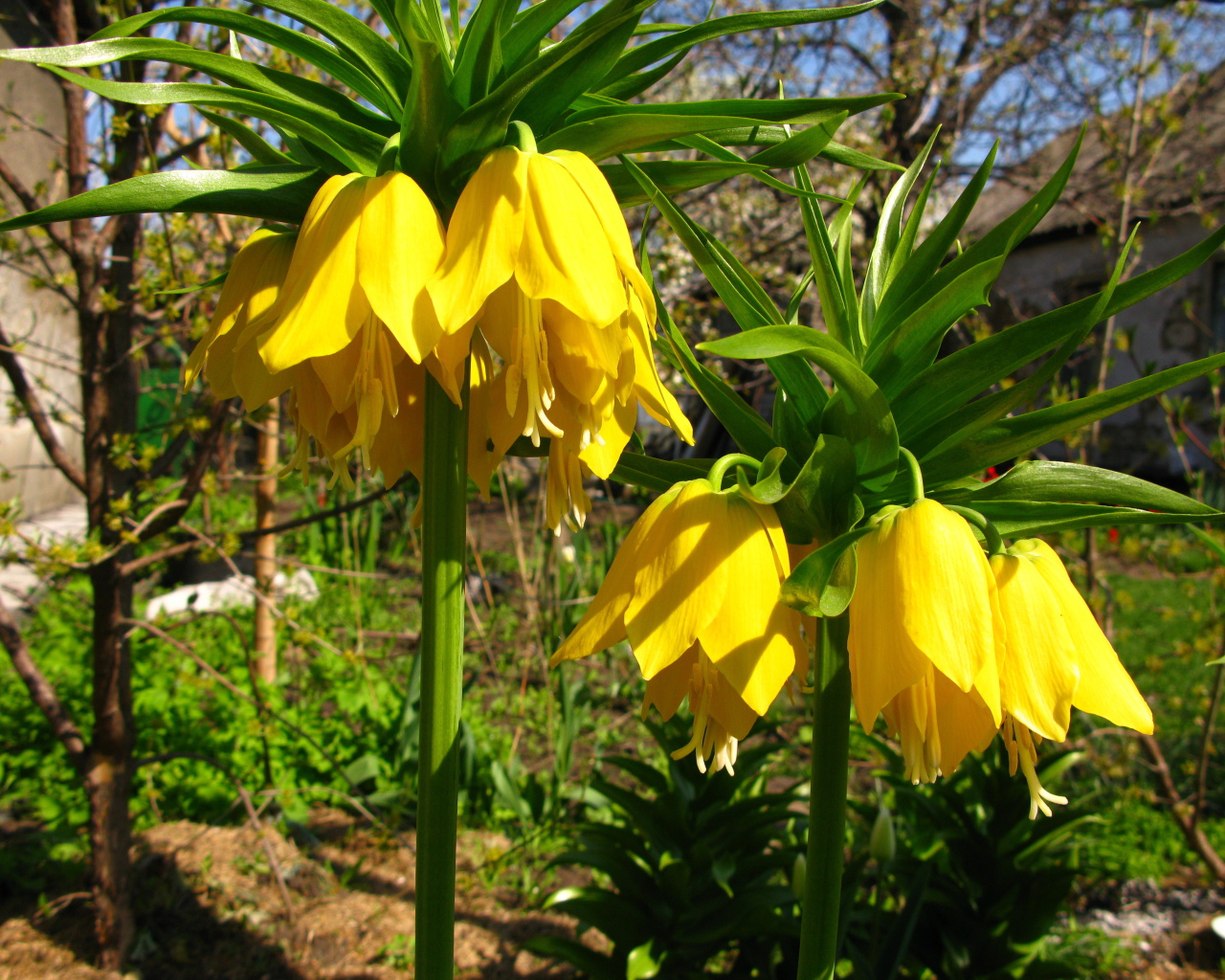 Красивый рябчик императорский в саду