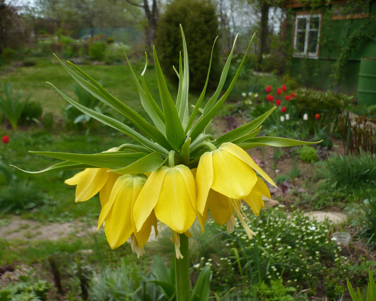 Красивый рябчик императорский на дачном участке