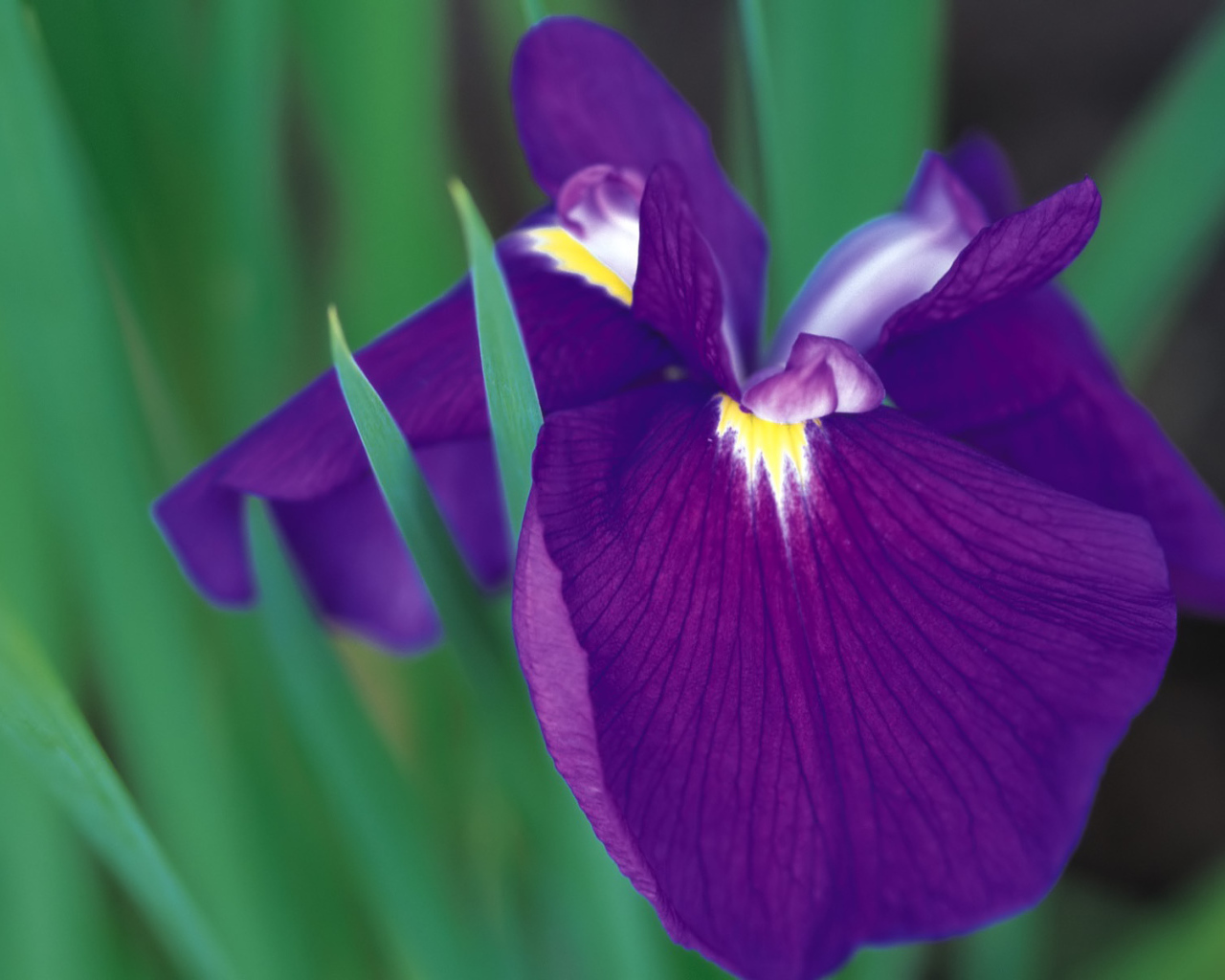 Красивый цветок ирис