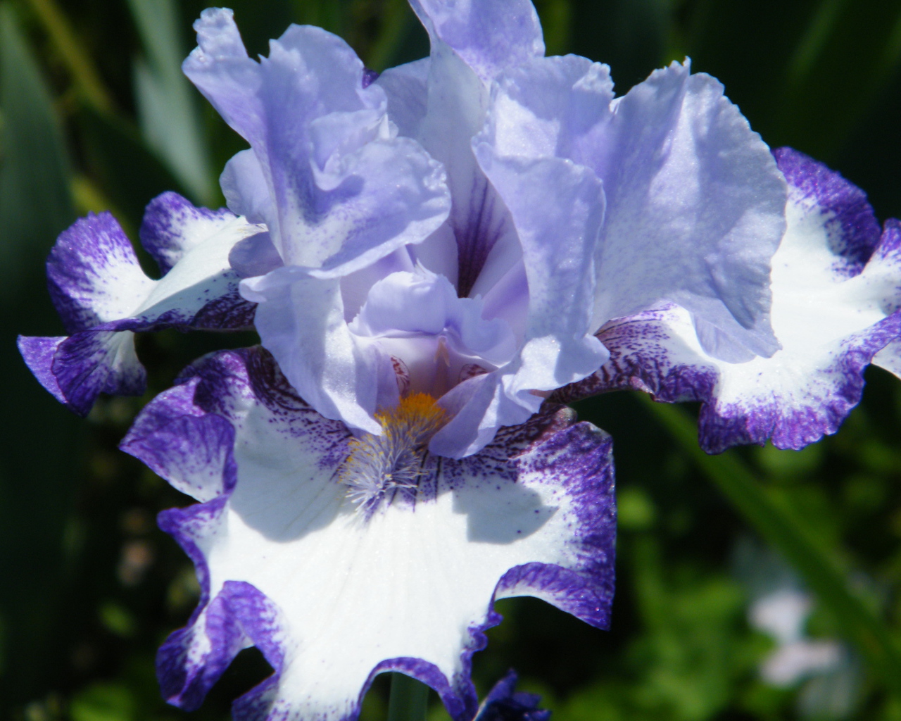 Красивые ирисы на дачном участке