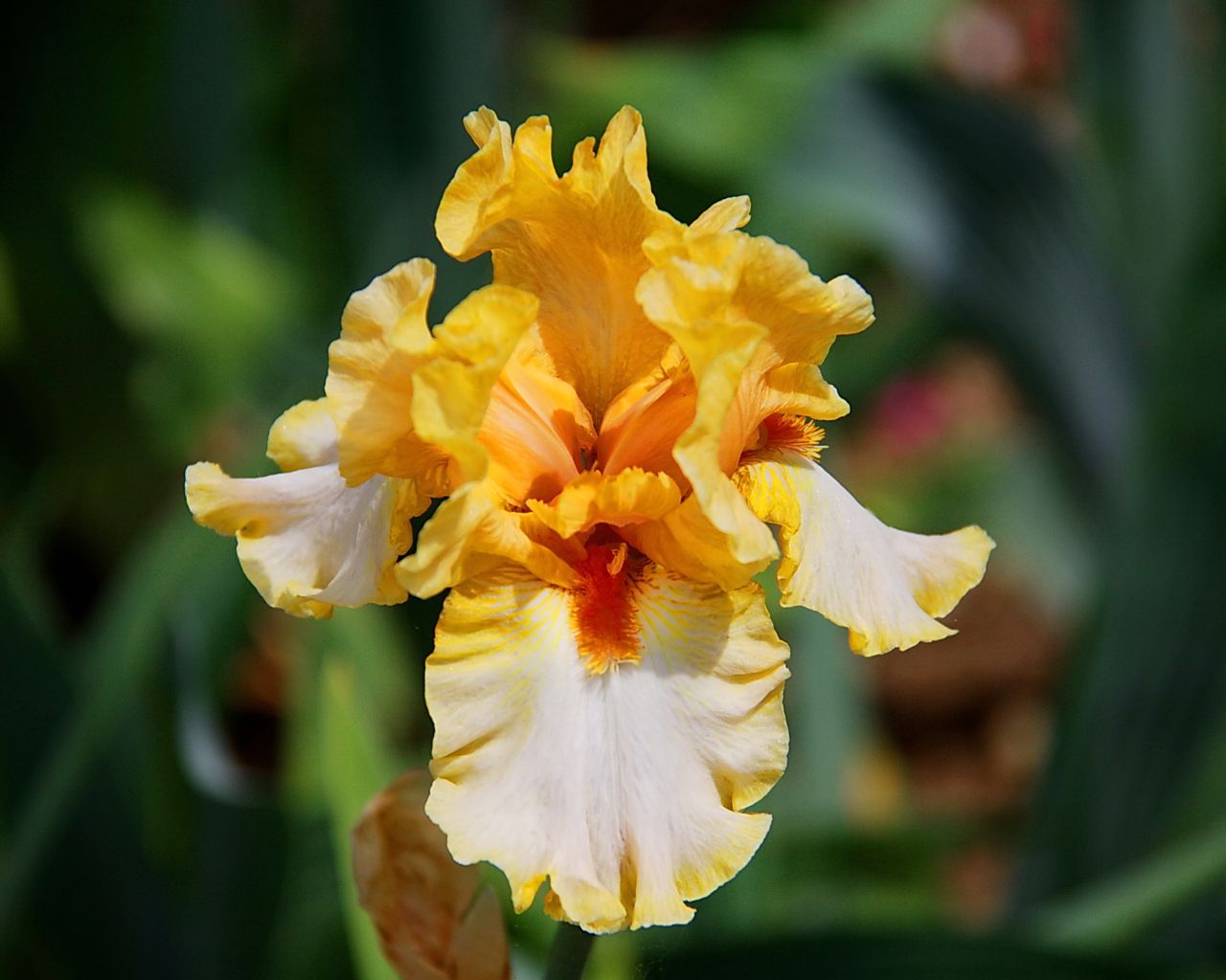 Красивые ирисы в саду