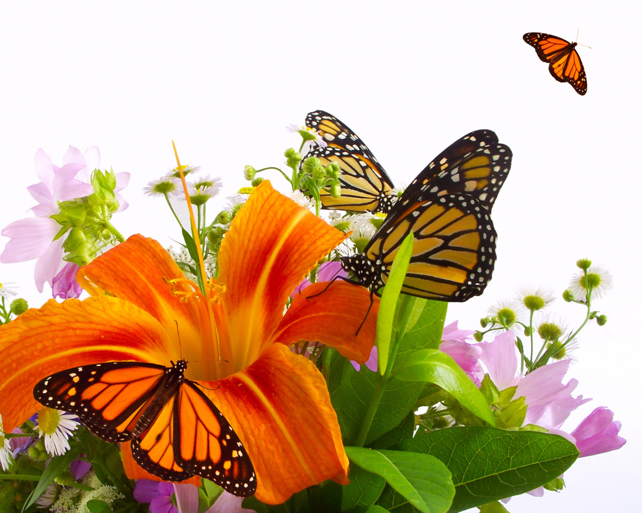 Красивые цветы лилия в парке