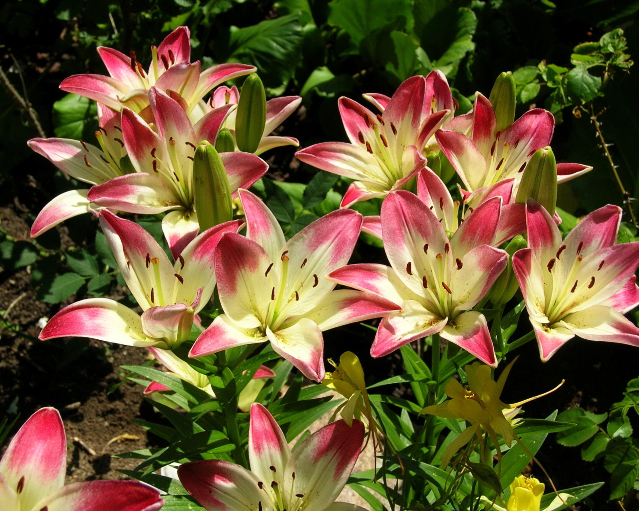 Красивая лилия в саду