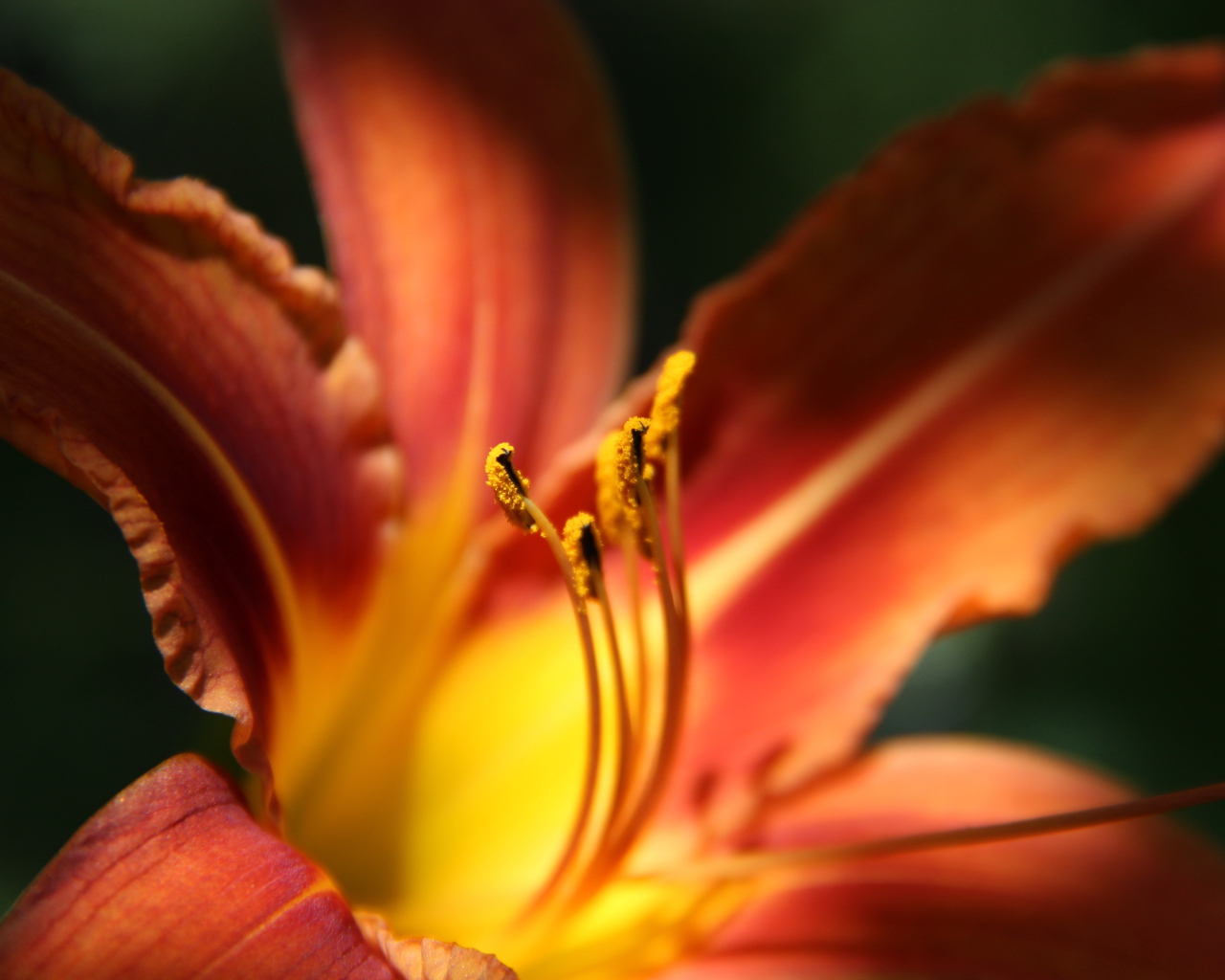 Красивая лилия на дачном участке