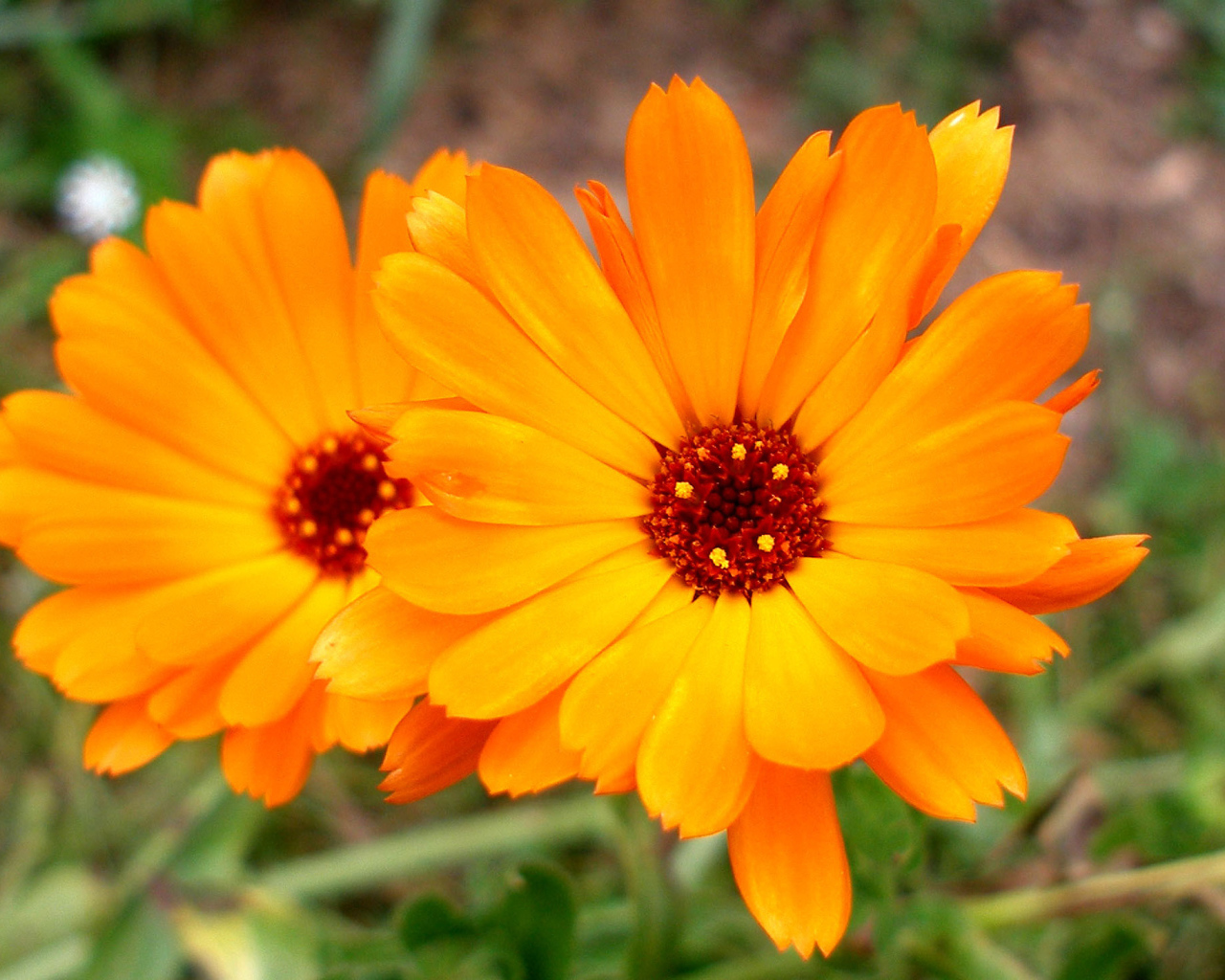 Красивые цветы календулы в саду