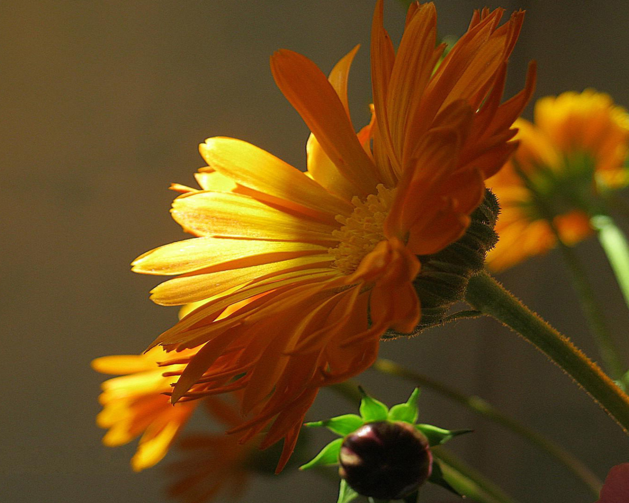 Красивая календула лечебная в саду