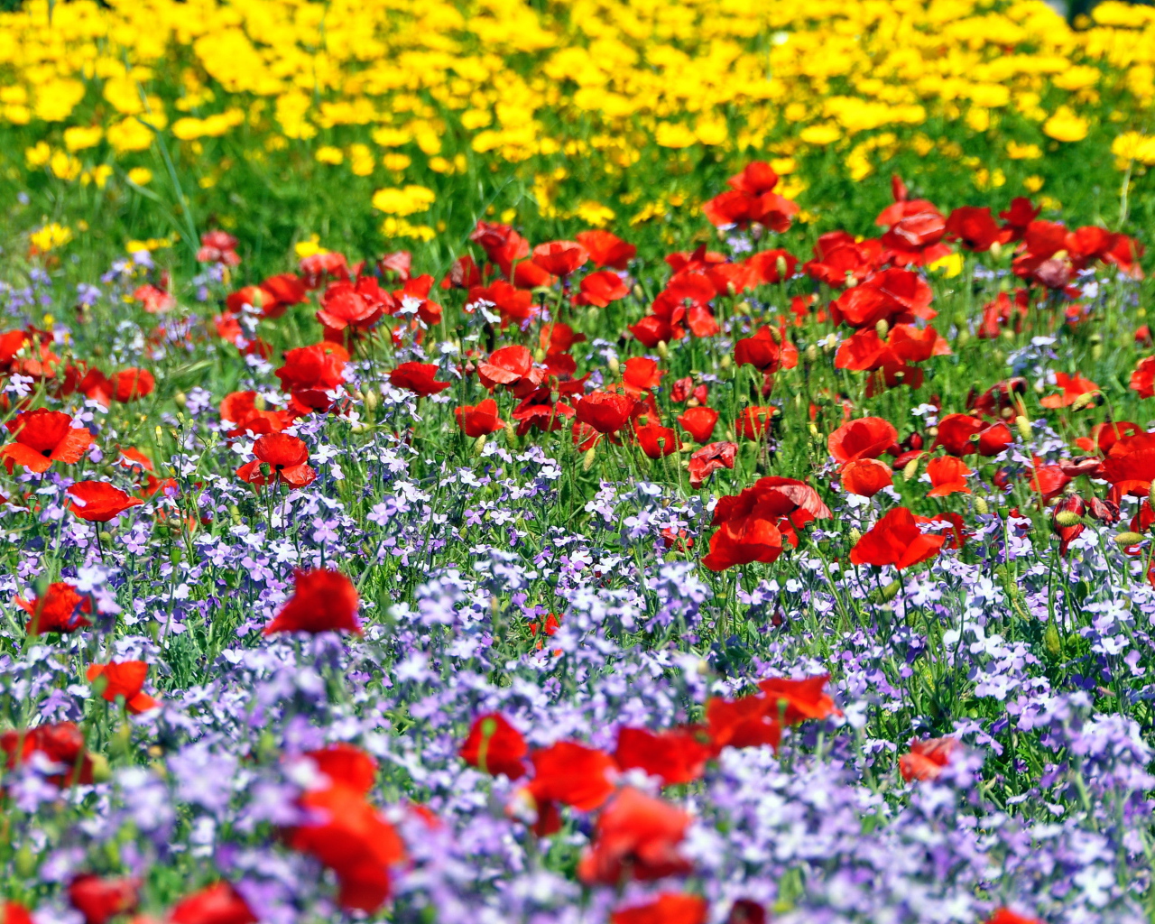 Красивая поляна цветов шафран