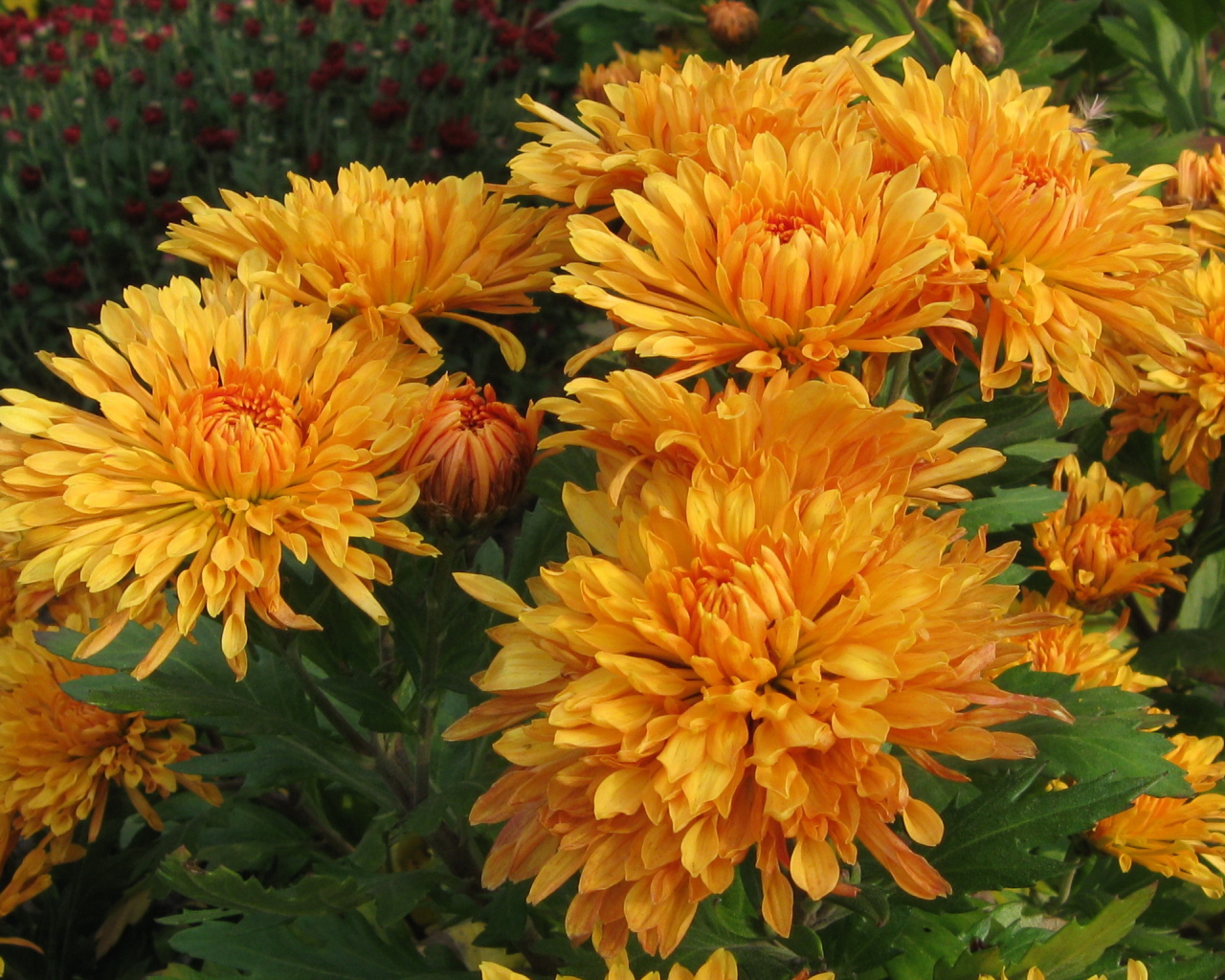 Красивые оранжевые цветы хризантема