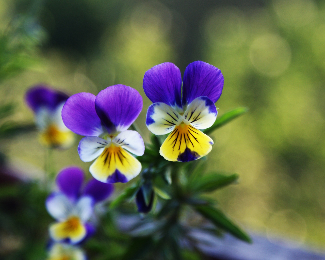 Прекрасные анютины глазки на газоне