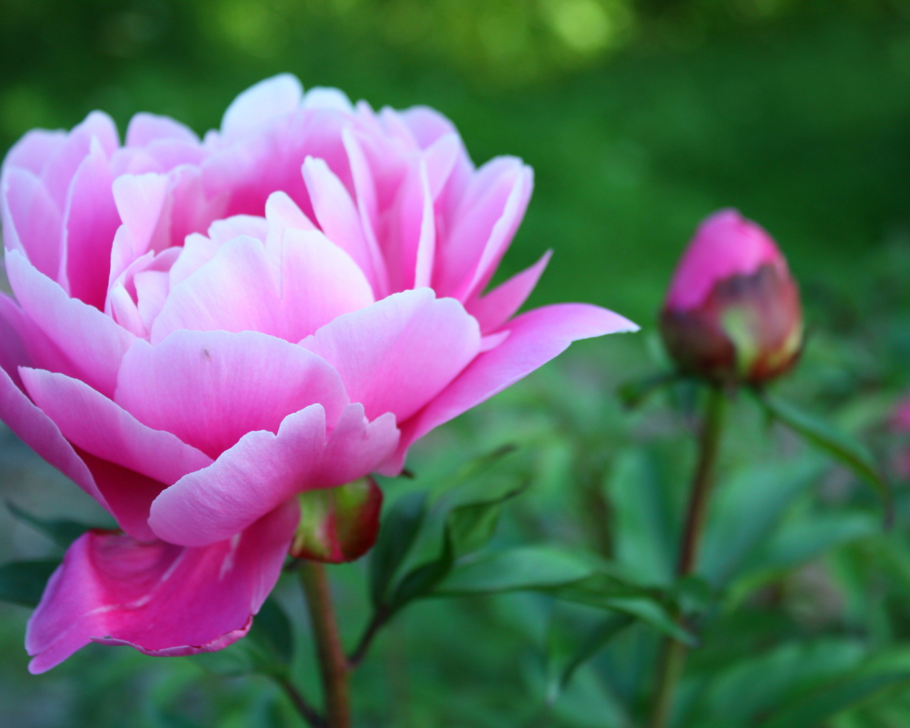 Утром расцвел прекрасный пион