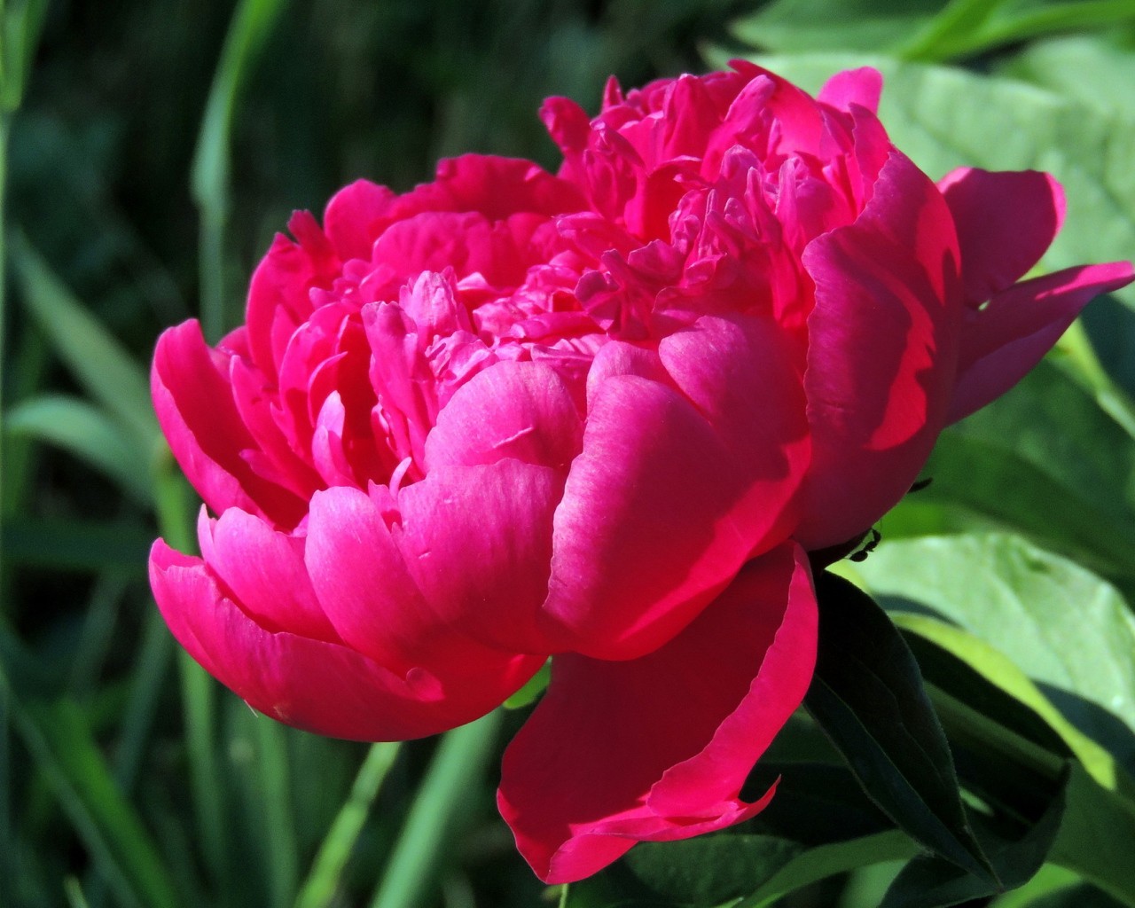 Красивый цветок пион под солнцем