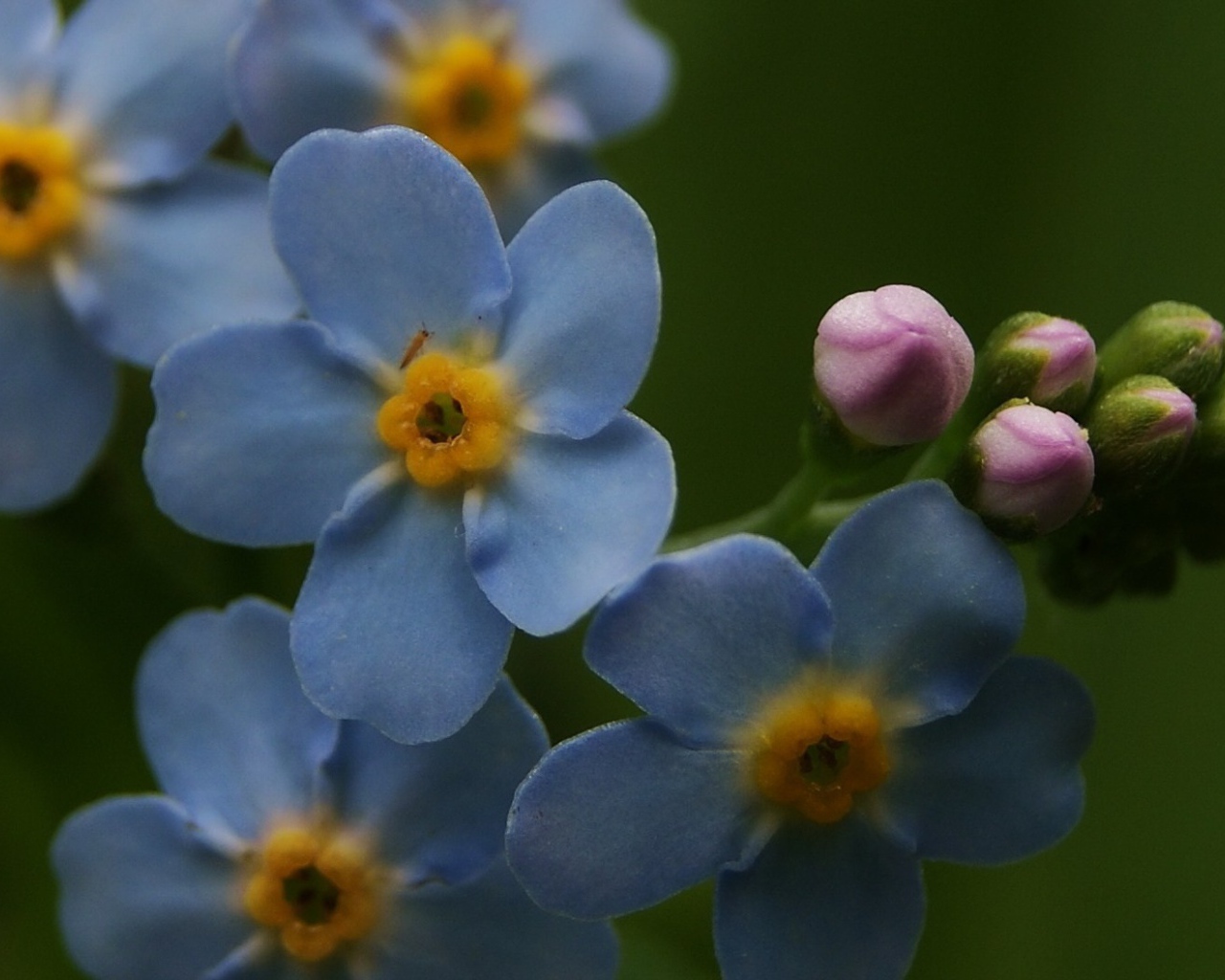 Красивые лепестки растения бруннера