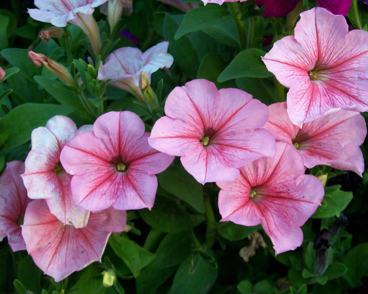 Красивая петуния в саду