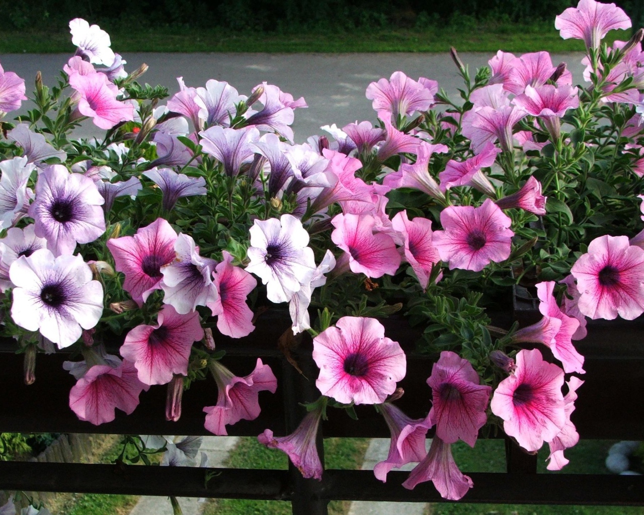 Красивая петуния на дачном участке