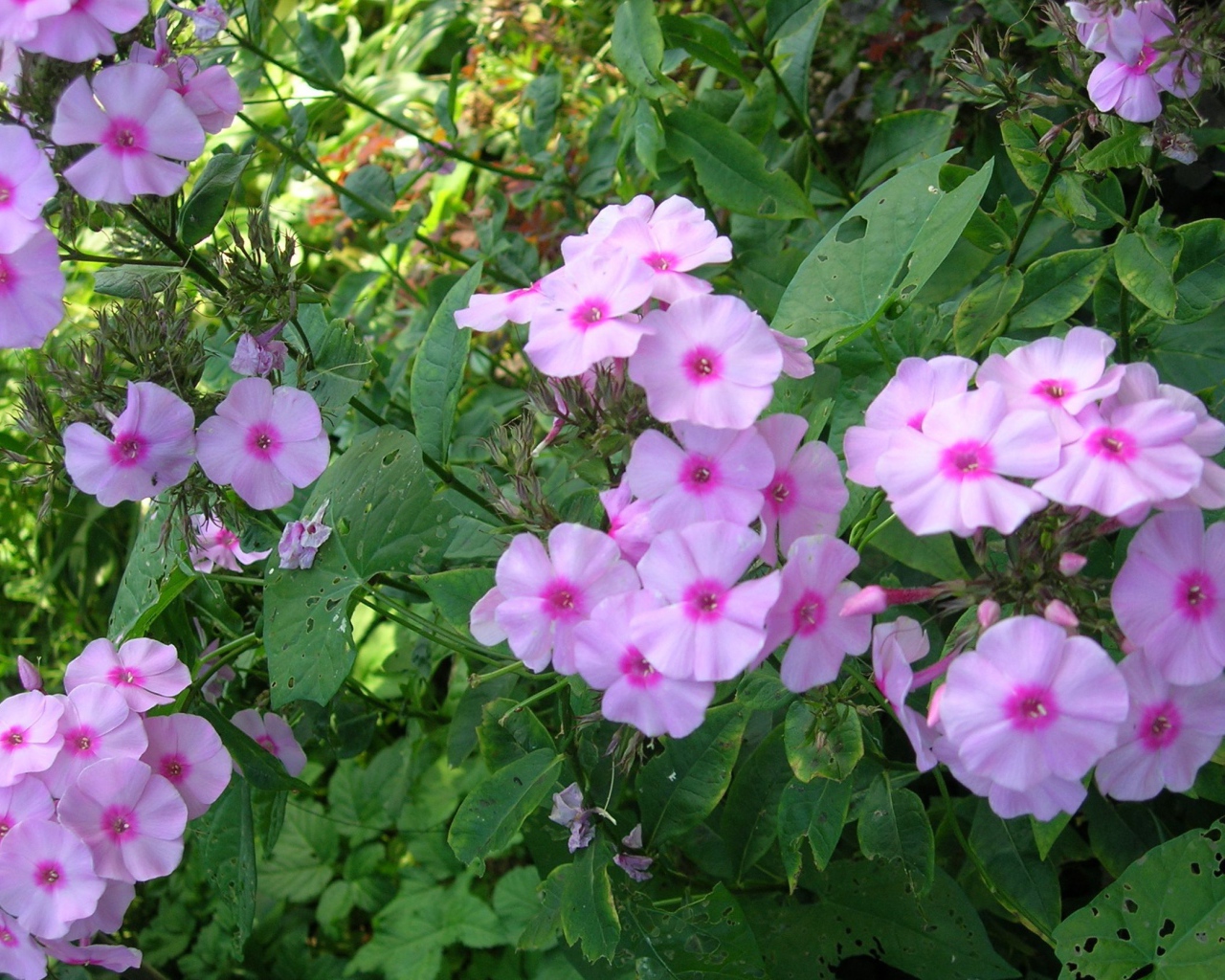 Красивые флоксы в саду