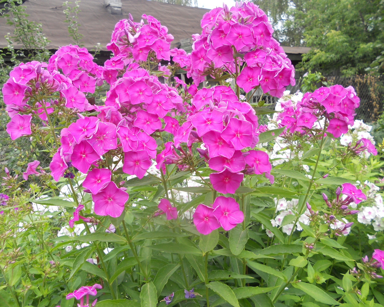 Красивые флоксы возле дома