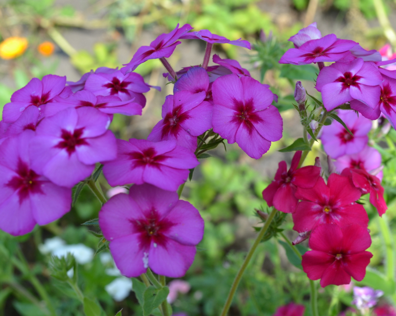 Красивые цветы флоксы в лесу