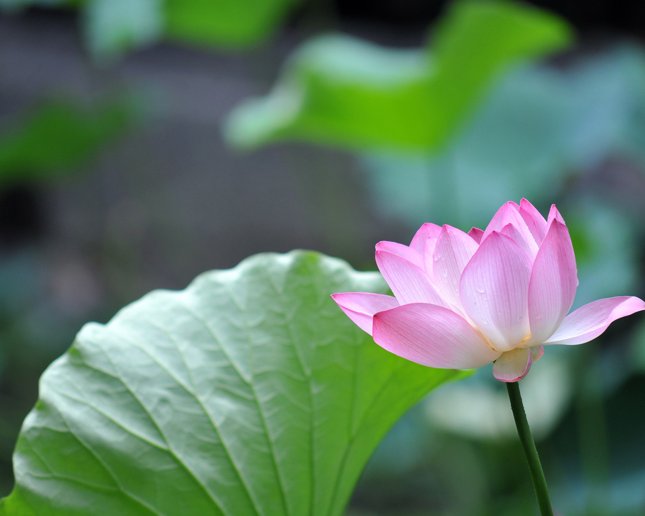 Красивый розовый цветок