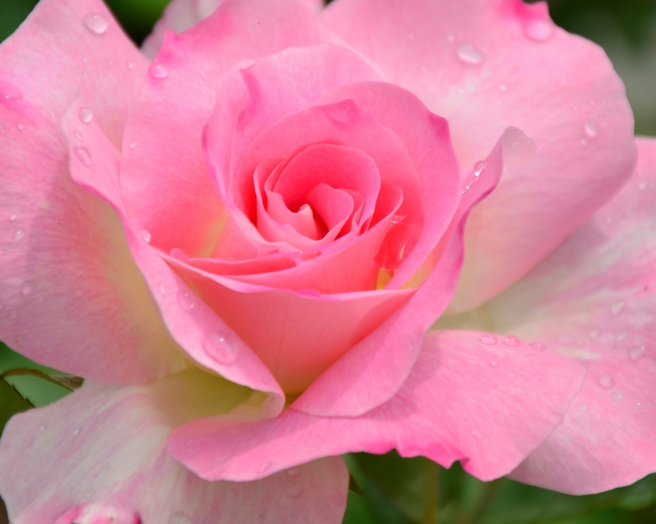 Красивый розовый цветок