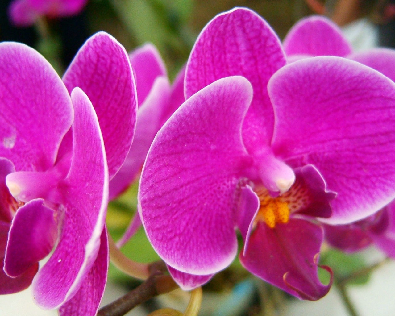 Прекрасные розовые цветы