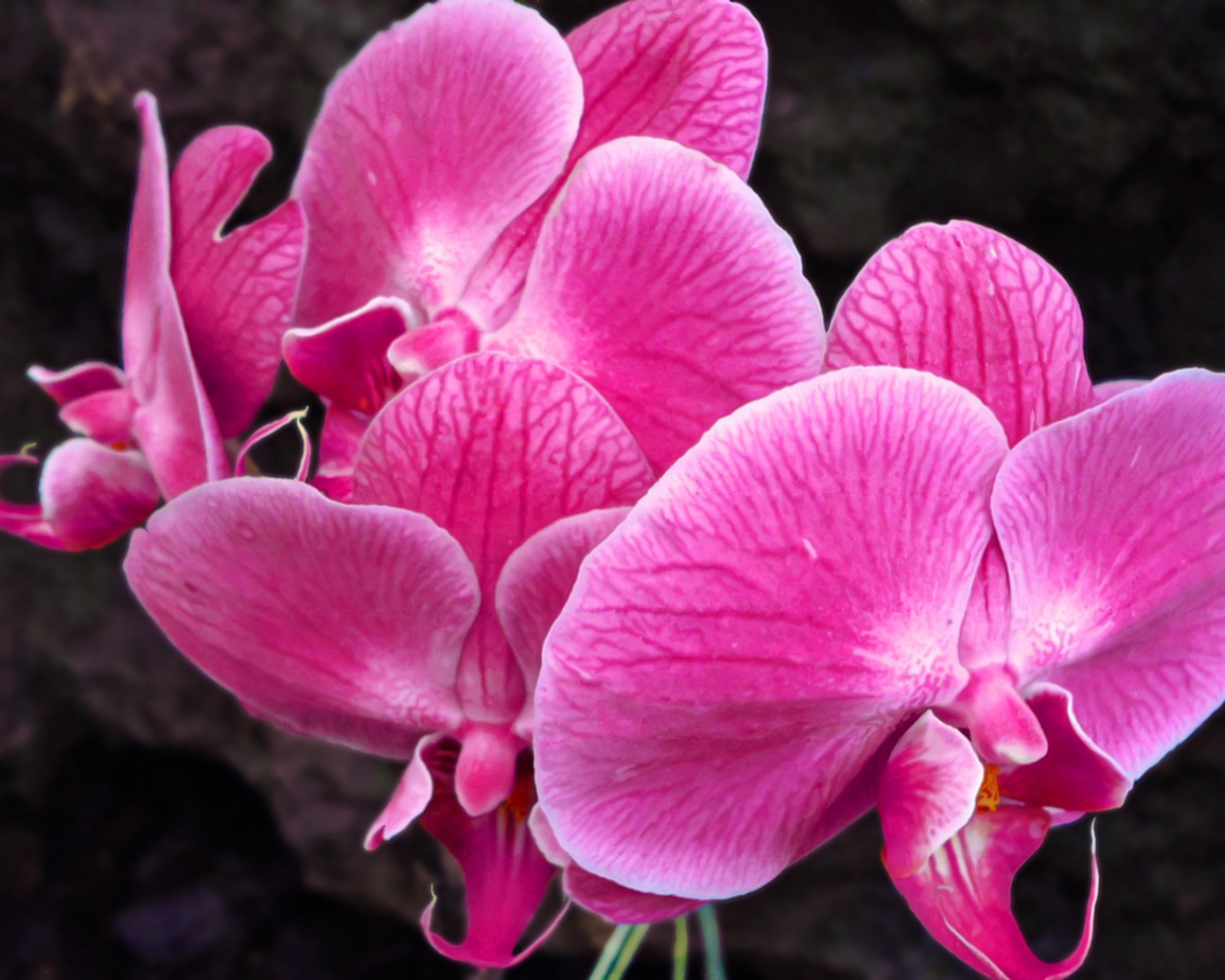 Красивые розовые цветы