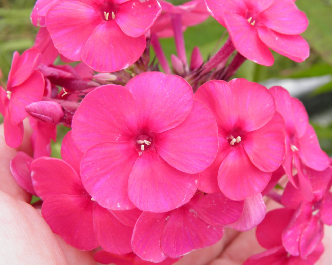 Красивые розовые флоксы на поляне