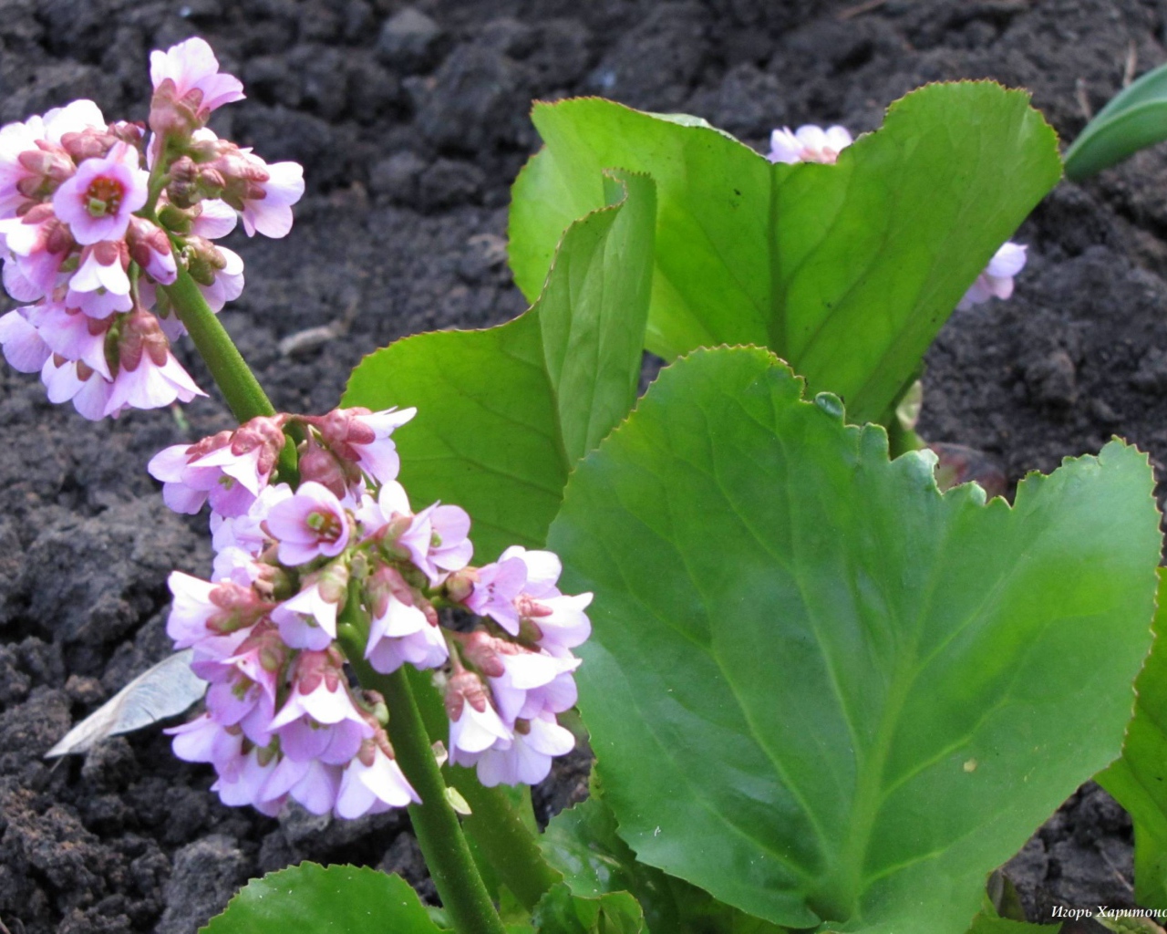 Красивое растение бадан