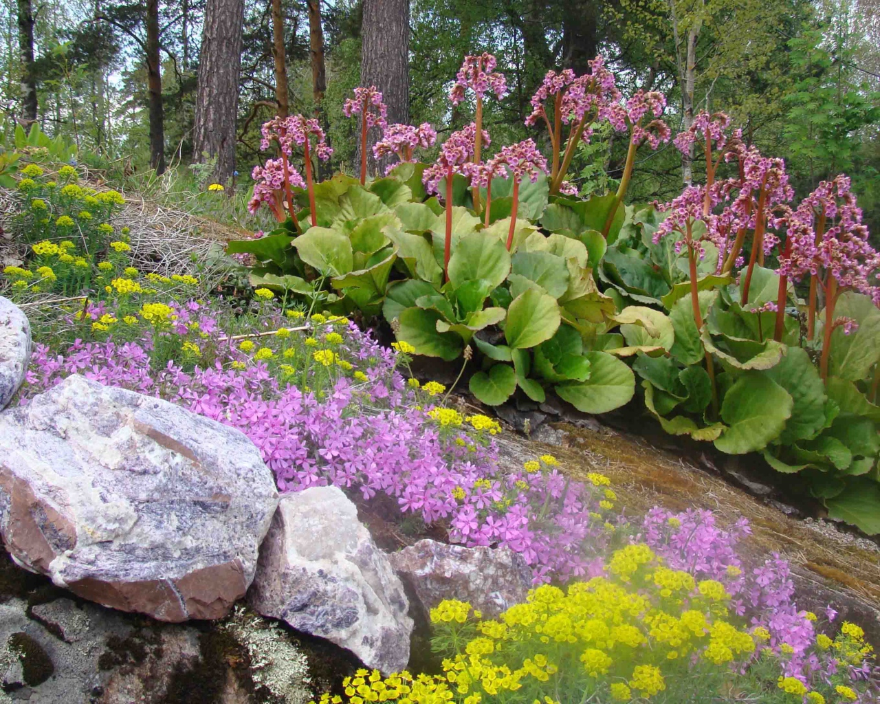 Красивое растение бадан в парке