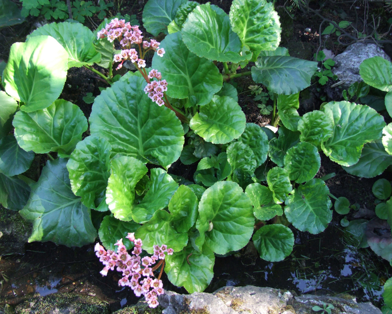 Красивое растение бадан на солнце