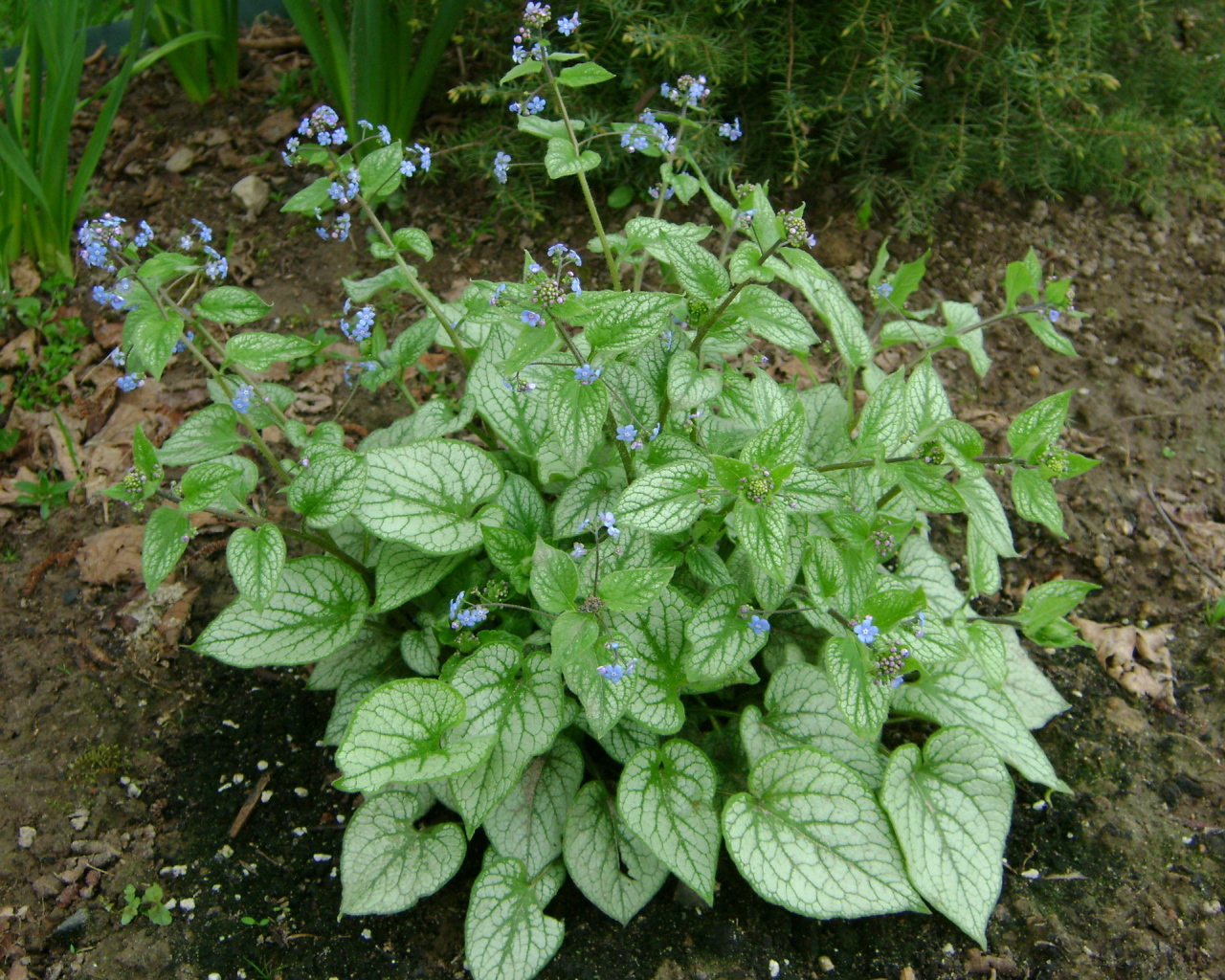 Красивое растение бруннера