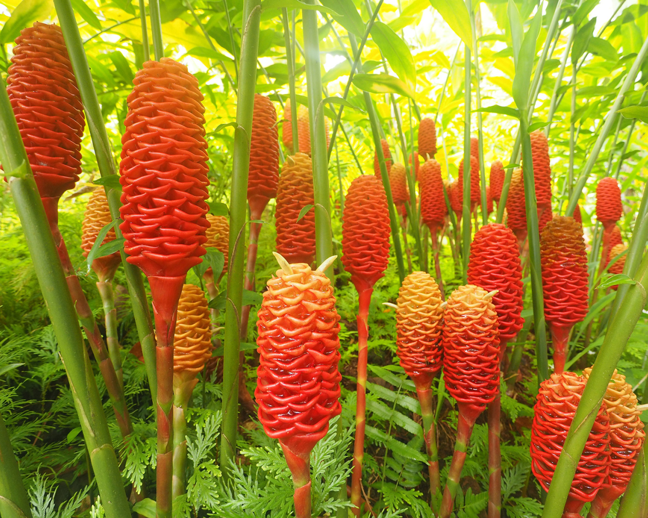 Красивое растение роскоя (имбирь) в саду