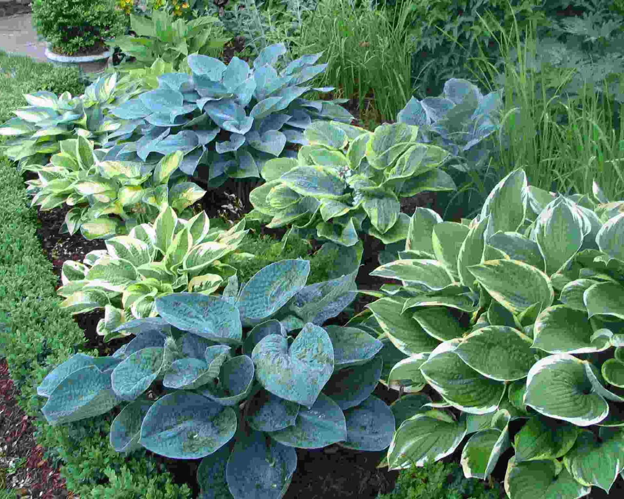 Красивое растение хоста на клумбе в саду