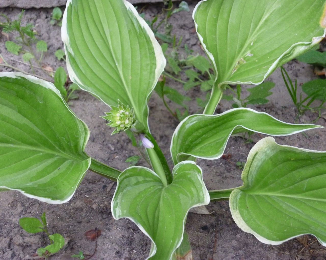 Красивое растение хоста на поляне