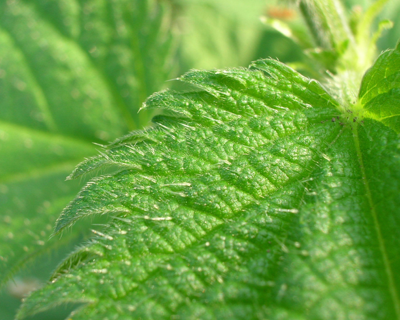 Красивое растение аюга на поляне