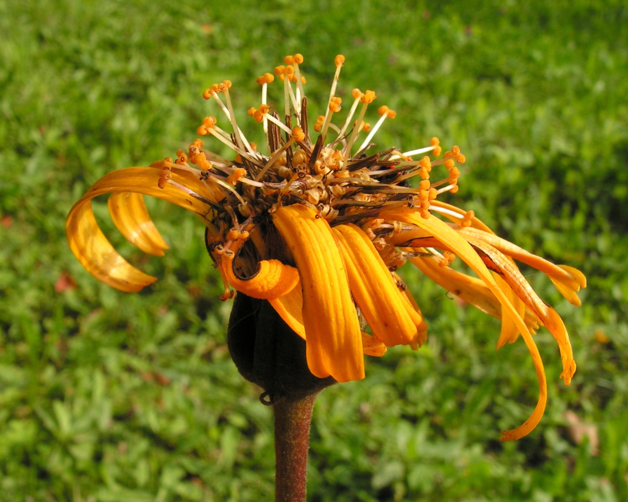 Красивое растение бузульник на поляне