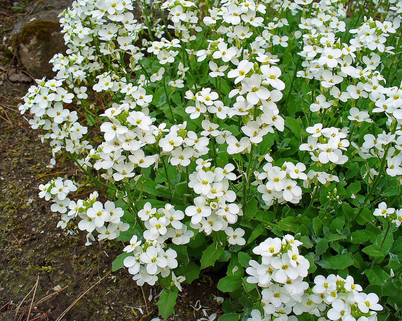Красивое растение резуха на опушке
