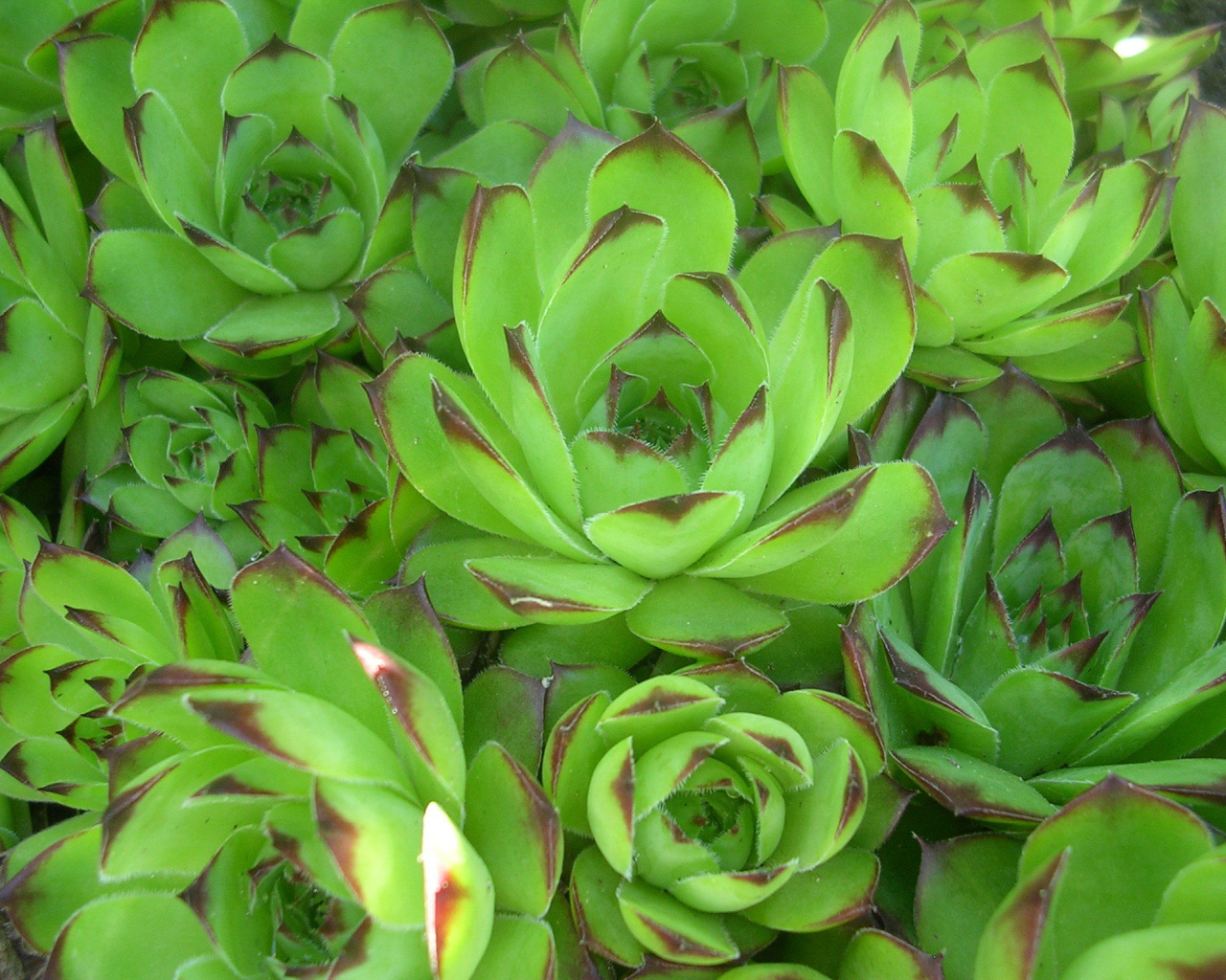 Красивое растение молодило в лесу