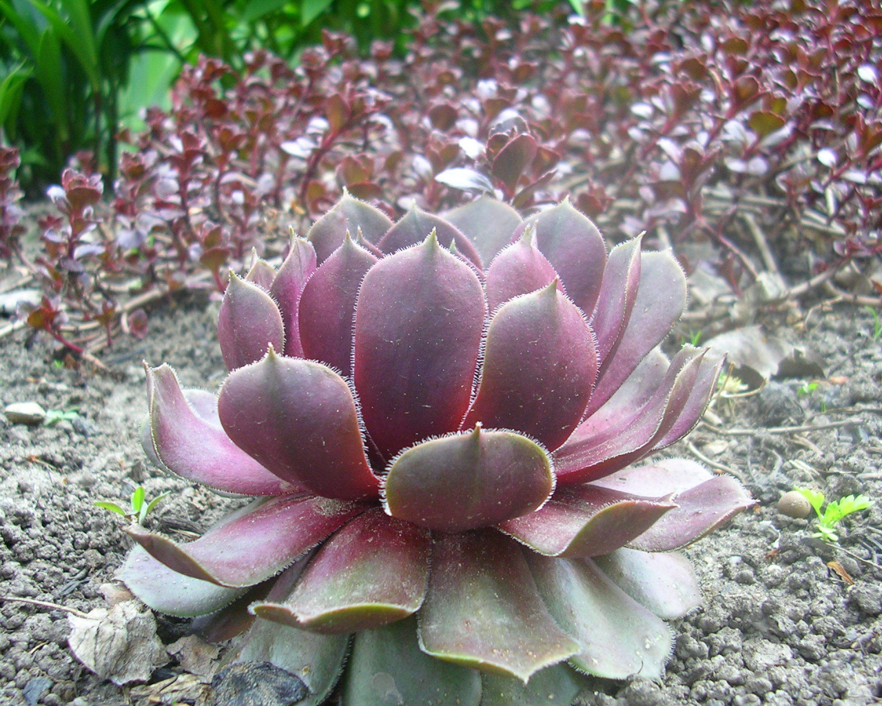 Красивое растение молодило на поляне