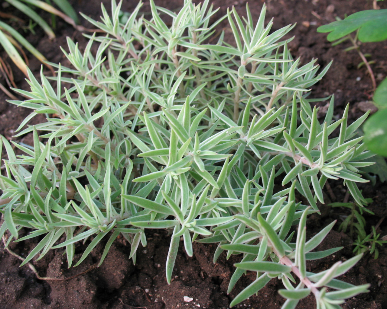 Красивое растение седум в саду