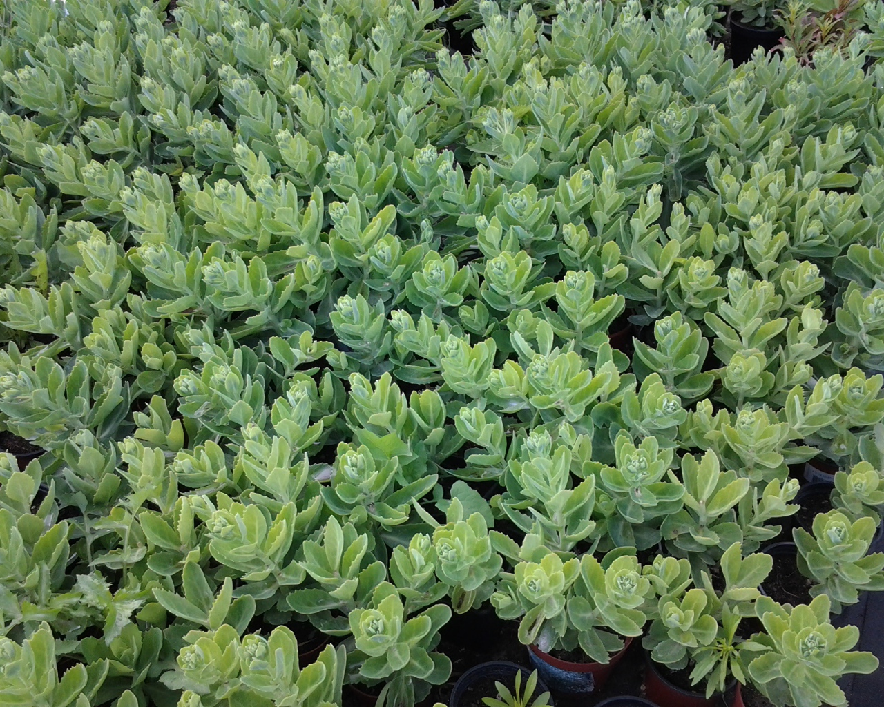 Красивое растение седум в парке