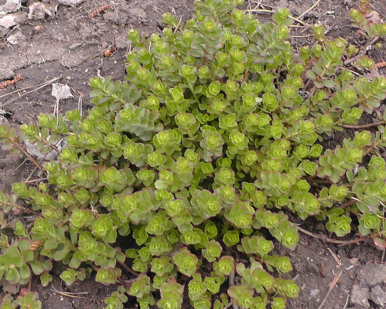 Красивое растение седум на дачном участке