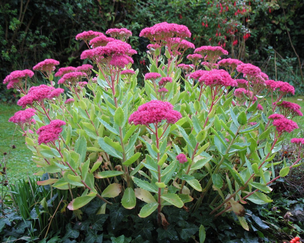 Красивое растение седум на поляне