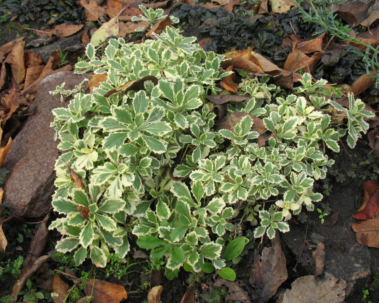 Красивое растение резуха