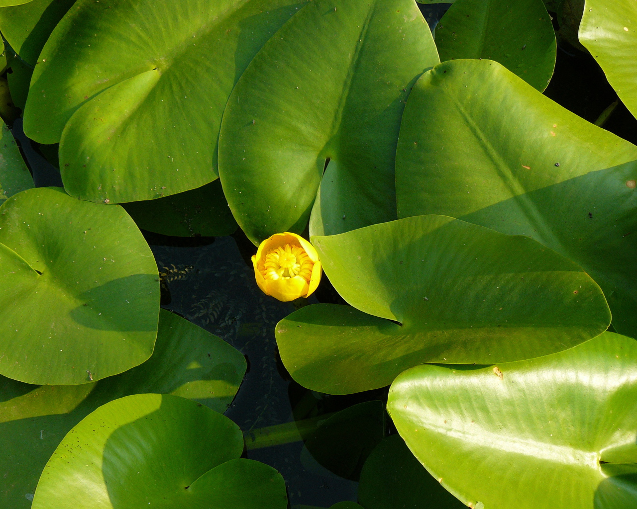 Красивое растение желтая кубышка