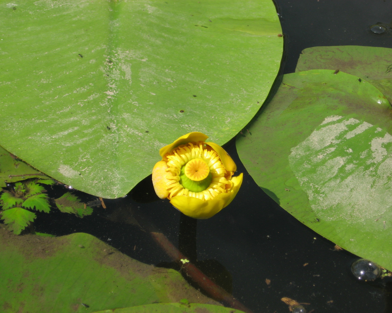 Beautiful plant yellow Potbelly water