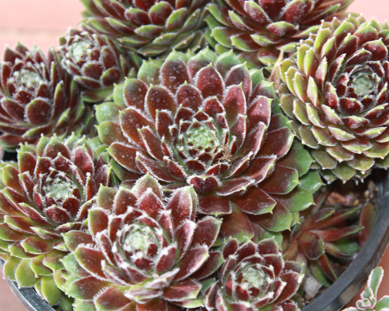 Красивое растение молодило в горшке