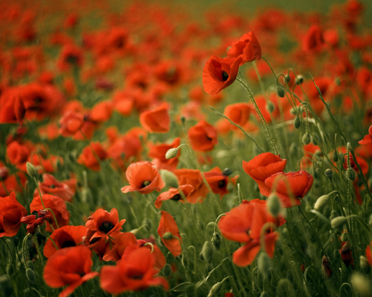 Красивый мак в весеннем поле