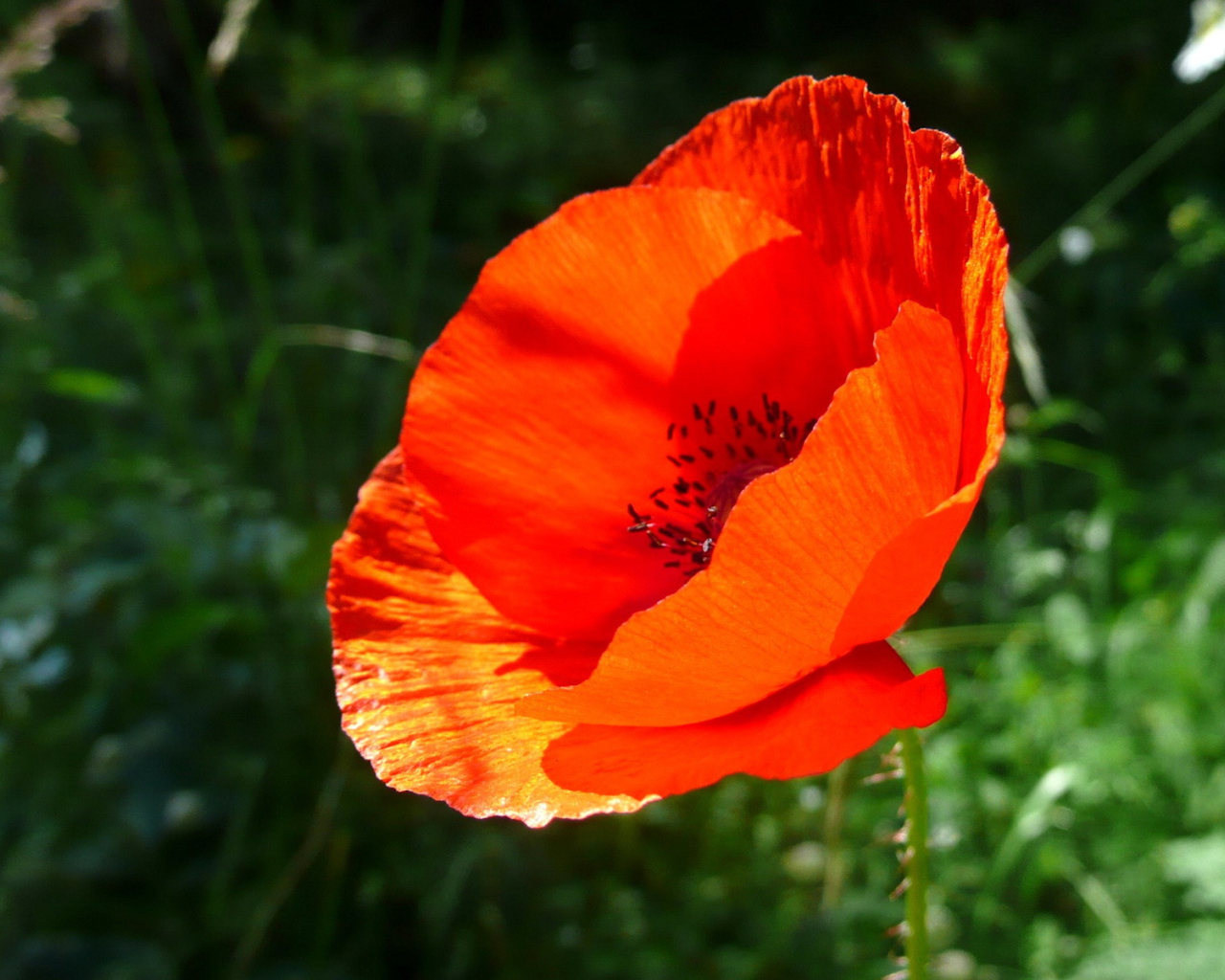 Красивый цветок мак 