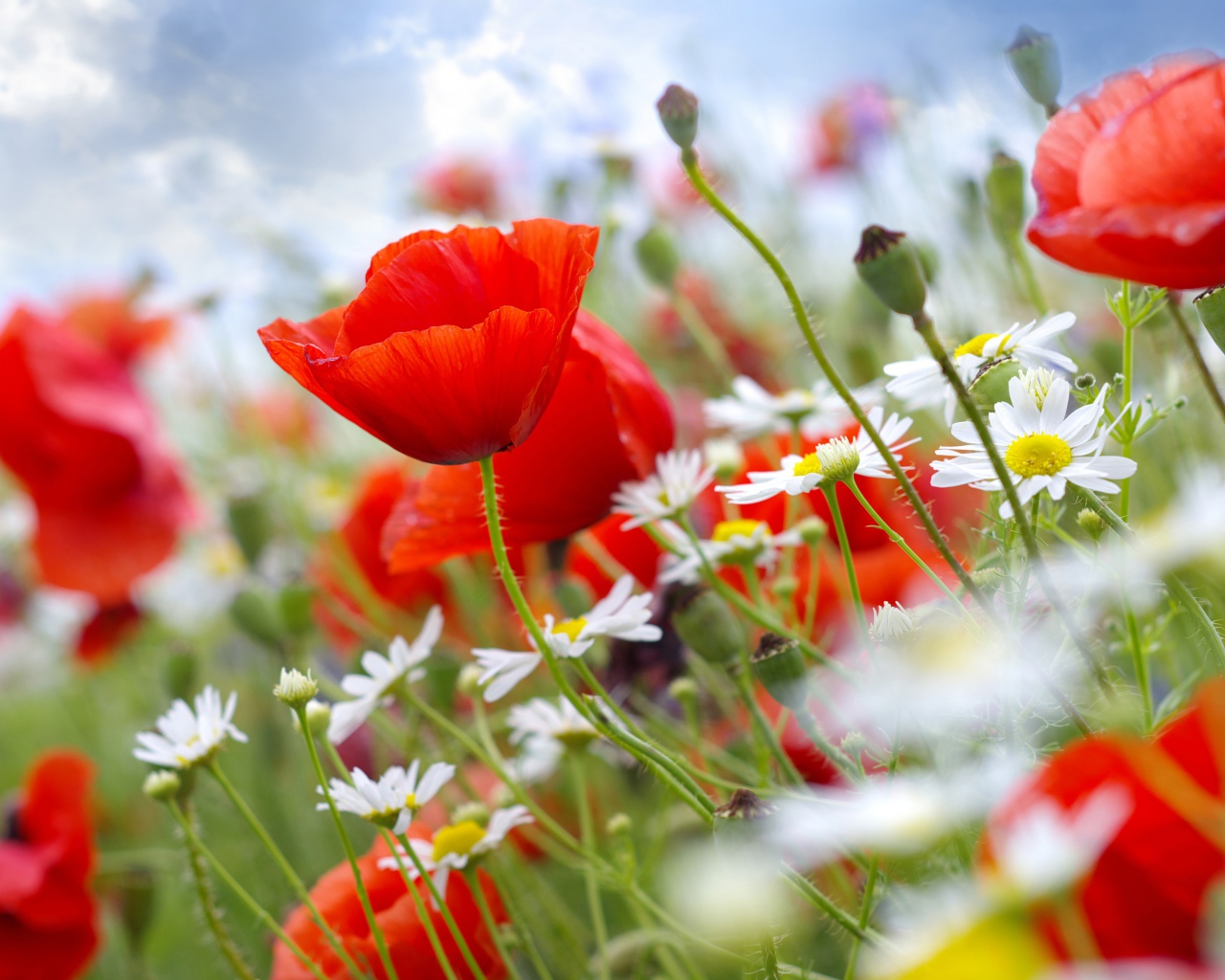 Красивая поляна мака